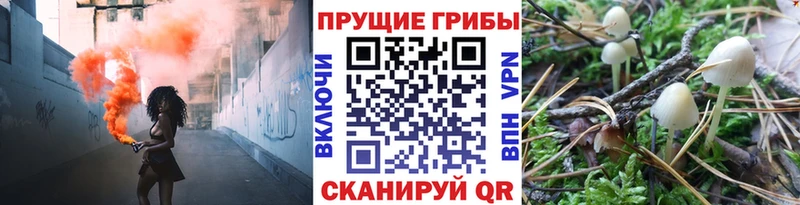 наркота  OMG ссылки  маркетплейс официальный сайт  Новотитаровская  Псилоцибиновые грибы Magic Shrooms 